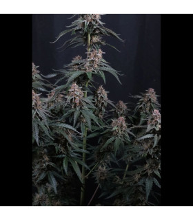 Mendo Cherry Cookies Auto