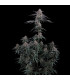 Mendo Cherry Cookies Fast Buds | Αυτόματοι Σπόροι Κάνναβης