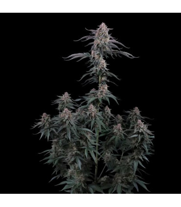 Mendo Cherry Cookies Fast Buds | Αυτόματοι Σπόροι Κάνναβης