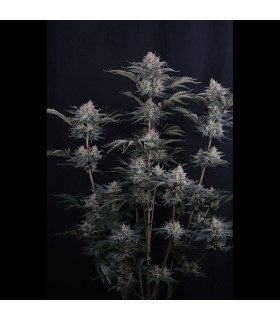 Mendo Frost Auto Fast Buds - Αυτόματοι Σπόροι Κάνναβης