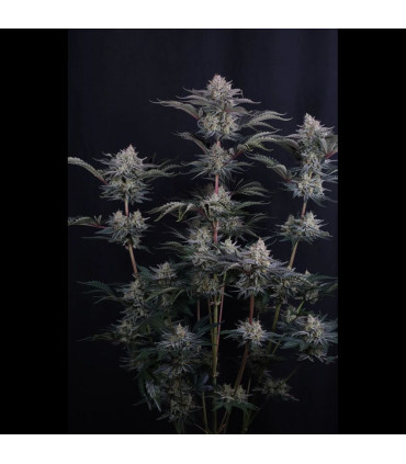 Mendo Frost Auto Fast Buds - Αυτόματοι Σπόροι Κάνναβης