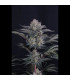 Mendo Frost Auto Fast Buds - Αυτόματοι Σπόροι Κάνναβης