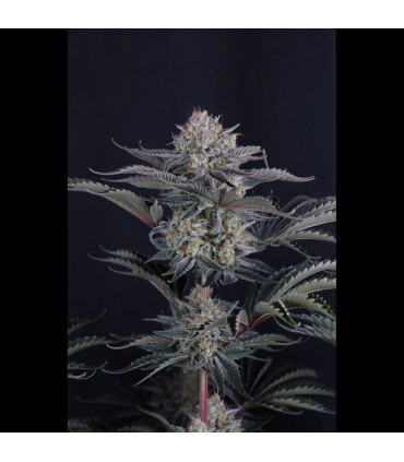 Mendo Frost Auto Fast Buds - Αυτόματοι Σπόροι Κάνναβης