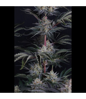 Mendo Frost Auto