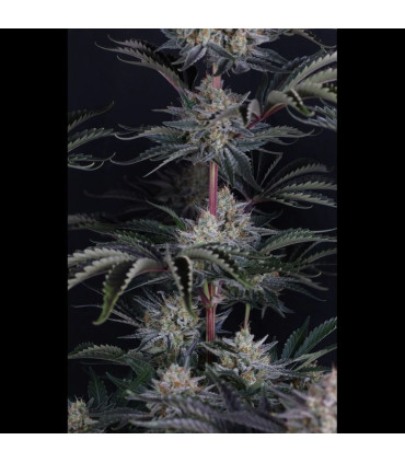 Mendo Frost Auto Fast Buds - Αυτόματοι Σπόροι Κάνναβης