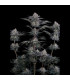 Mendo Frost Auto Fast Buds - Αυτόματοι Σπόροι Κάνναβης