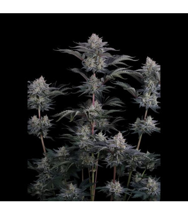 Mendo Frost Auto Fast Buds - Αυτόματοι Σπόροι Κάνναβης