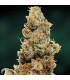 Pineapple Chunk - Barney's Farm