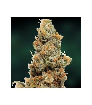 Pineapple Chunk - Barney's Farm