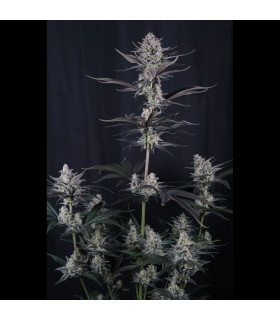 Mendo Guava Auto Fast Buds - Αυτόματοι Σπόροι Κάνναβης