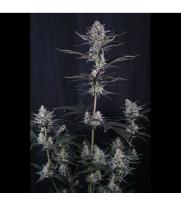 Mendo Guava Auto Fast Buds - Αυτόματοι Σπόροι Κάνναβης
