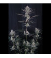 Mendo Guava Auto