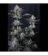 Mendo Guava Auto Fast Buds - Αυτόματοι Σπόροι Κάνναβης