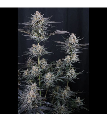 Mendo Guava Auto Fast Buds - Αυτόματοι Σπόροι Κάνναβης