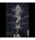 Mendo Guava Auto Fast Buds - Αυτόματοι Σπόροι Κάνναβης