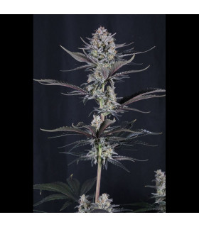 Mendo Guava Auto