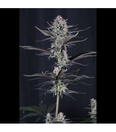 Mendo Guava Auto Fast Buds - Αυτόματοι Σπόροι Κάνναβης