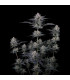 Mendo Guava Auto Fast Buds - Αυτόματοι Σπόροι Κάνναβης