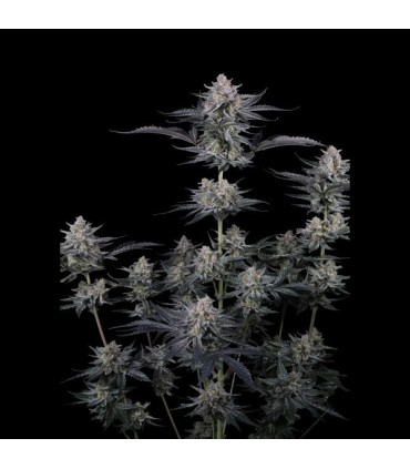Mendo Guava Auto Fast Buds - Αυτόματοι Σπόροι Κάνναβης