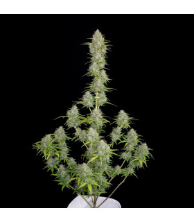Orange Sherbet Auto Fast Buds - Αυτόματοι Σπόροι Κάνναβης