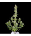 Orange Sherbet Auto