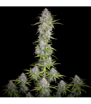 Orange Sherbet Auto Fast Buds - Αυτόματοι Σπόροι Κάνναβης