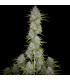 Orange Sherbet Auto Fast Buds - Αυτόματοι Σπόροι Κάνναβης