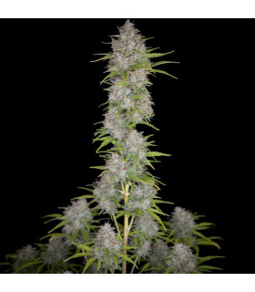 Orange Sherbet Auto