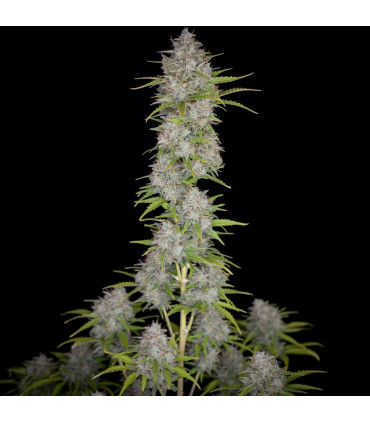 Orange Sherbet Auto Fast Buds - Αυτόματοι Σπόροι Κάνναβης