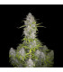 Orange Sherbet Auto Fast Buds - Αυτόματοι Σπόροι Κάνναβης