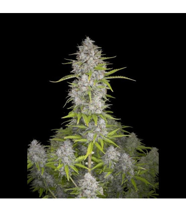 Orange Sherbet Auto Fast Buds - Αυτόματοι Σπόροι Κάνναβης