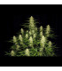 Papaya Cookies Auto Fast Buds - Αυτόματοι Σπόροι Κάνναβης