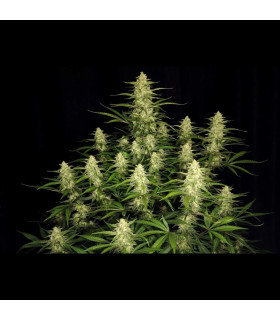 Papaya Cookies Auto Fast Buds - Αυτόματοι Σπόροι Κάνναβης