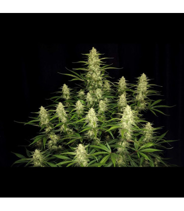 Papaya Cookies Auto Fast Buds - Αυτόματοι Σπόροι Κάνναβης