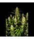 Papaya Cookies Auto Fast Buds - Αυτόματοι Σπόροι Κάνναβης