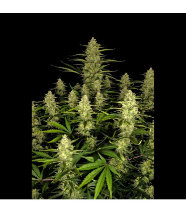 Papaya Cookies Auto Fast Buds - Αυτόματοι Σπόροι Κάνναβης