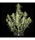 Papaya Cookies Auto Fast Buds - Αυτόματοι Σπόροι Κάνναβης