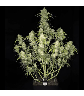 Papaya Cookies Auto