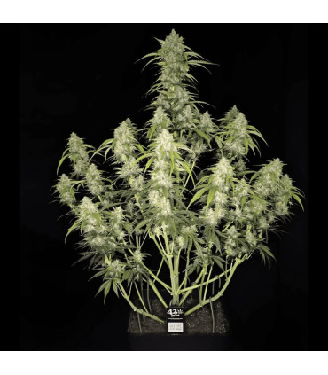 Papaya Cookies Auto Fast Buds - Αυτόματοι Σπόροι Κάνναβης