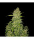 Papaya Cookies Auto Fast Buds - Αυτόματοι Σπόροι Κάνναβης