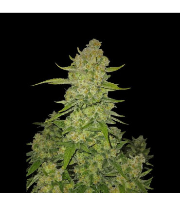 Papaya Cookies Auto Fast Buds - Αυτόματοι Σπόροι Κάνναβης