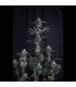 Pineapple OG Auto Fast Buds - Αυτόματοι Σπόροι Κάνναβης