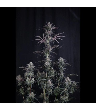 Pineapple OG Auto Fast Buds - Αυτόματοι Σπόροι Κάνναβης