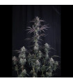 Pineapple OG Auto