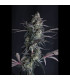 Pineapple OG Auto Fast Buds - Αυτόματοι Σπόροι Κάνναβης