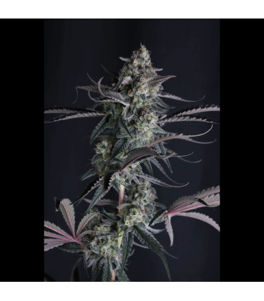 Pineapple OG Auto Fast Buds - Αυτόματοι Σπόροι Κάνναβης