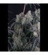 Pineapple OG Auto Fast Buds - Αυτόματοι Σπόροι Κάνναβης