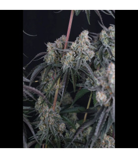 Pineapple OG Auto