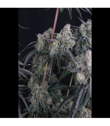 Pineapple OG Auto Fast Buds - Αυτόματοι Σπόροι Κάνναβης