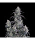 Pineapple OG Auto Fast Buds - Αυτόματοι Σπόροι Κάνναβης